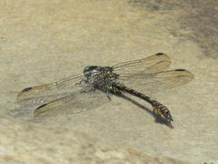 Paragomphus cognatus