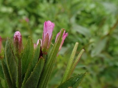 Epilobium ciliatum watsonii