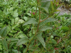 Epilobium ciliatum watsonii