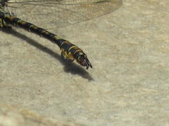 Paragomphus cognatus