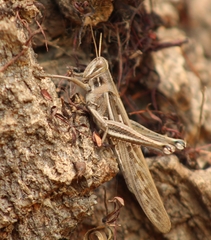 Schistocerca cancellata