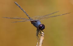 Trithemis hecate