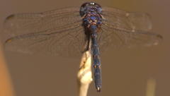 Trithemis hecate