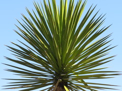 Yucca periculosa