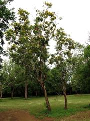 Pterocarpus rotundifolius subsp. rotundifolius image