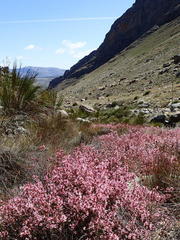 Erica daphniflora daphniflora