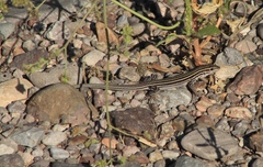 Aspidoscelis exsanguis