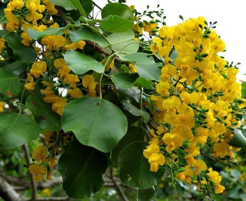 Pterocarpus rotundifolius subsp. rotundifolius image