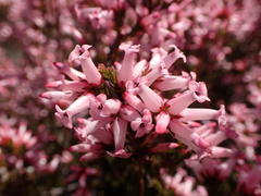Erica daphniflora daphniflora