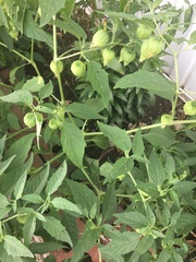 Physalis philadelphica