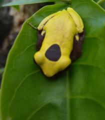 Dendropsophus triangulum