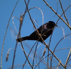 Molothrus bonariensis