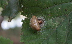 Mastophora phrynosoma