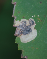 Aspilanta hydrangaeella