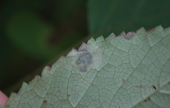 Aspilanta hydrangaeella