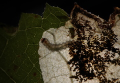 Aspilanta hydrangaeella