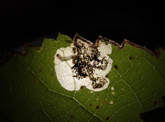 Aspilanta hydrangaeella