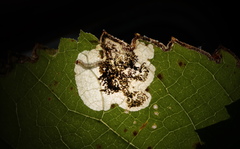 Aspilanta hydrangaeella