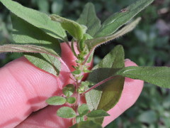 Parietaria pensylvanica