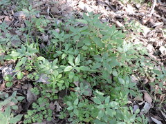Parietaria pensylvanica