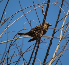 Molothrus bonariensis