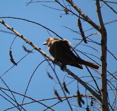 Molothrus bonariensis