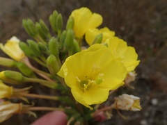 Oenothera elata hookeri