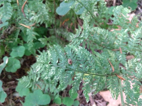 Leiobunum blackwalli photo 5