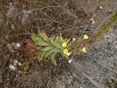 Oenothera elata hookeri
