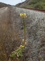 Oenothera elata hookeri