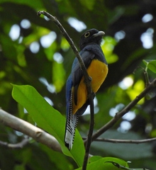 Trogon ramonianus