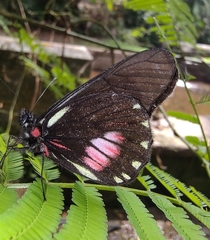 Archonias brassolis tereas