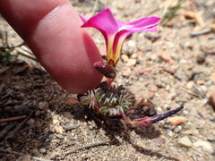 Oxalis heterophylla