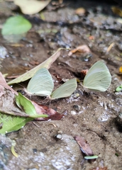 Pseudopieris nehemia