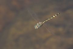 Hemicordulia intermedia