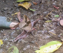 Archaeoprepona chalciope