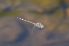 Hemicordulia intermedia