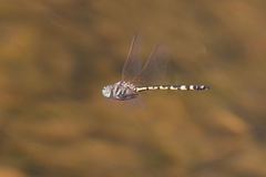 Hemicordulia intermedia