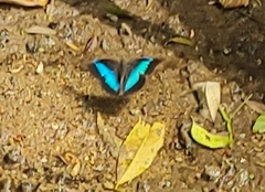 Archaeoprepona chalciope