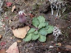 Othonna auriculifolia