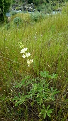 Lupinus albus
