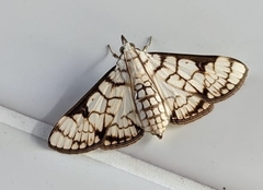 Haritalodes