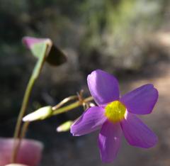 Oxalis caprina