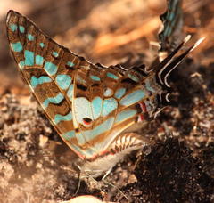 Graphium antheus