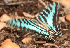 Graphium antheus