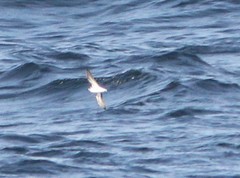 Phalaropus fulicarius