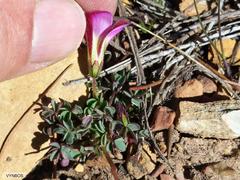 Oxalis heterophylla