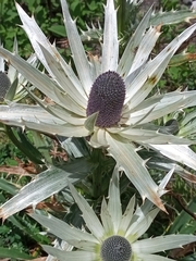 Eryngium proteiflorum