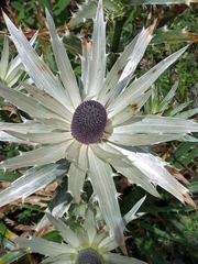 Eryngium proteiflorum
