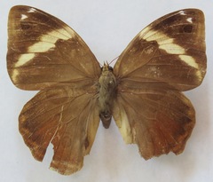 Opsiphanes tamarindi tamarindi